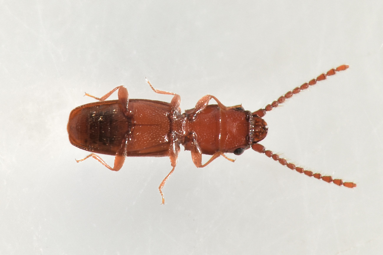 Laemophloeidae: Cryptolestes duplicatus ♂♀